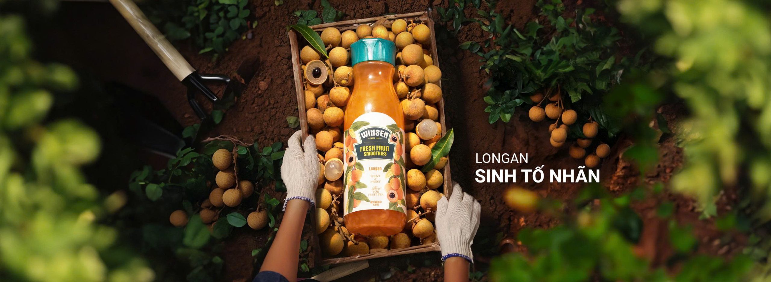 Sinh tố Nhãn Winsen